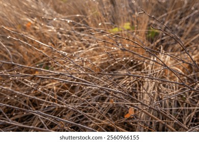 Closeup of glistening raindrops hanging from bare branches. The photo was taken in a Dutch nature reserve on a sunny day at the end of the autumn season. - Powered by Shutterstock