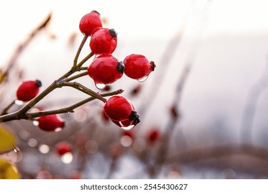 Closeup of glistening red rose hips with dewdrops on a misty morning in Wuerzburg. Peaceful charm of a Bavarian winter wonderland. Blurred background. Soft focus. Copy space - Powered by Shutterstock