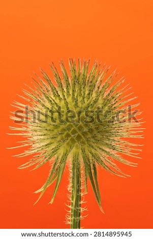 Close-up of globular head Dipsacus strigosus, after flowering, with great depth of field on a colorful background.