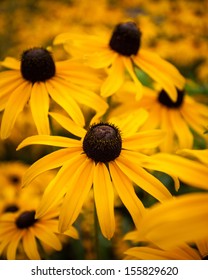 Closeup Of Gloriosa Daisies In A Patch 