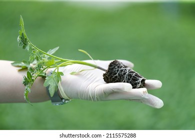 Close-up. A Gloved Hand Holding A Sprout Grown In An Agricultural Greenhouse.