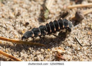 Close-up Of A Glow Worm Larva (Lampyris Noctiluca)