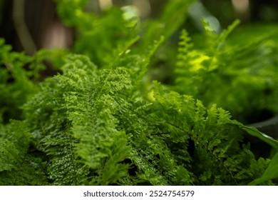 Closeup glowing fern brush with water droplets on leaves after long heavy rain, natural morning sunlight. - Powered by Shutterstock