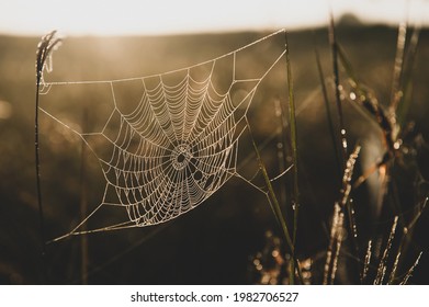 Close-up glowing spider web or cobweb with dew hanging on the grass in the early morning. Golden sunrise shines on spider web and grassland in the background. Focus on cobweb.
