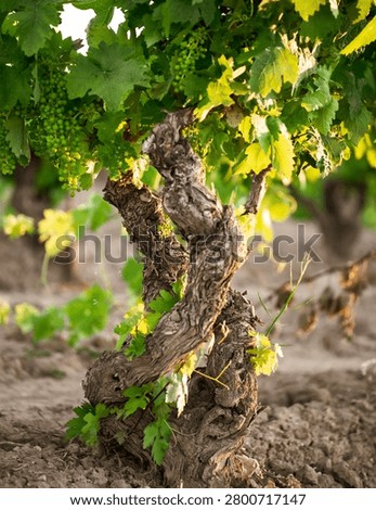 Close-up of a gnarled old grapevine trunk with young green grape clusters and fresh leaves in warm light, ideal for wine, viticulture, agriculture, and vineyard themes.