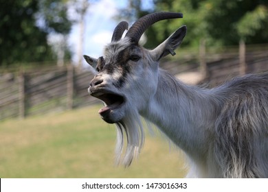 Bleating Goat Images Stock Photos Vectors Shutterstock