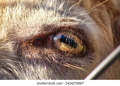 Close-up Goat's Eye. Macro Shot.