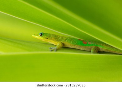 Closeup of a gold dust day gecko in a tropical environment
 - Shutterstock ID 2315239035
