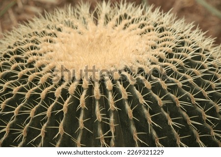 Close-up of a golden ball cactus , spine detail rows,  Echinocactus grusonii