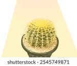 Close-up of a golden barrel cactus in a black pot, showcasing its vibrant yellow spines against a minimalist, pastel background. The spiky texture contrasts with the smooth pot.