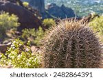 Close-up of a golden barrel cactus on the Echo Canyon Trail at Camelback Mountain in Phoenix, Arizona, showcasing desert landscape and flora.