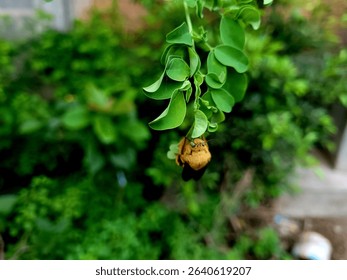 Close-up of a golden bee or moth resting on fresh moringa leaves, shallow depth of field, natural garden background, macro wildlife shot - Powered by Shutterstock - Get 15% off with code: PIKWIZARD15