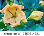 A close-up of a golden chalice vine flower (Solandra maxima), showcasing its large, trumpet-shaped yellow bloom with dark veins