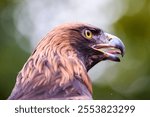 A closeup of a golden eagle (Aquila chrysaetos) head in profile on the blurry background