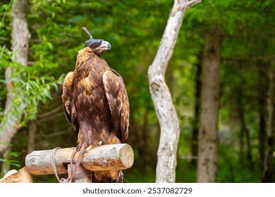 Close-up of a golden eagle wearing a cap covering its eyes. An eagle sits on a perch against a backdrop of green mountains. A bird of prey hunts for its prey. Falconry. National tradition of Asia. - Powered by Shutterstock