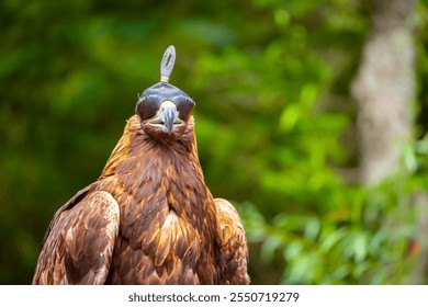 Close-up of a golden eagle wearing a cap covering its eyes. An eagle sits on a perch against a backdrop of green mountains. A bird of prey hunts for its prey. Falconry. National tradition of Asia. - Powered by Shutterstock