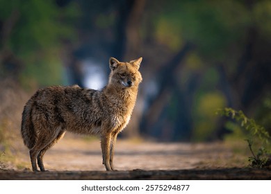 Close-up of a golden jackal in Keoladeo National Park, Rajasthan, India. This elusive predator showcases Indian wildlife, forest habitat, and nature’s beauty in a detailed animal portrait.