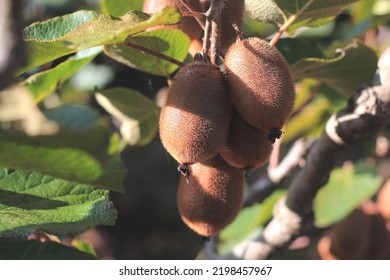 Close-up Of Golden Kiwi Fruit