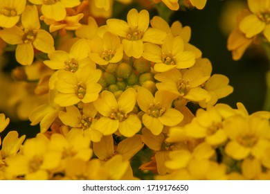 Close-up Of Golden Madwort (Alyssum) With Blurry Foreground