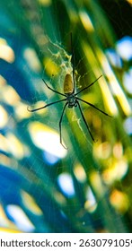 Primer plano una araña