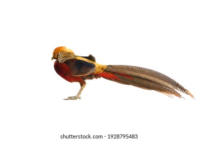 Closeup Golden Pheasant isolated on white background
