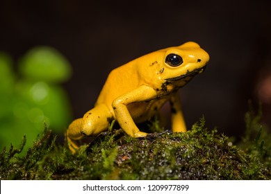 royalty free golden poison dart frog images stock photos vectors