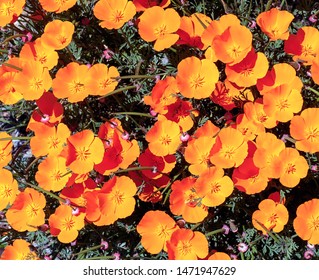 Close-up Of Golden Poppies, The California State Flower.