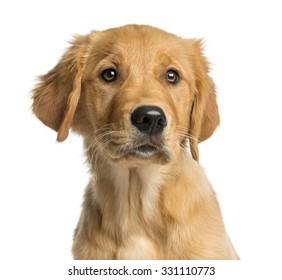 Close-up Of A Golden Retreiver Puppy In Front Of A White Background