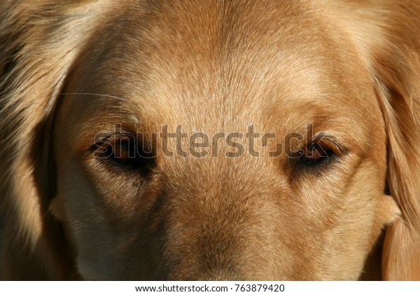 88+ Golden Retriever Eye Close Up