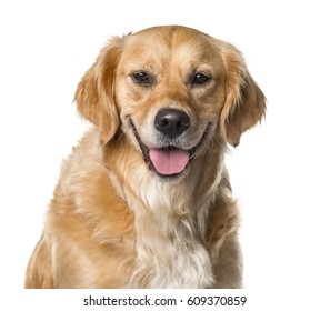 Close-up of a golden Retriever panting , isolated on white - Shutterstock ID 609370859