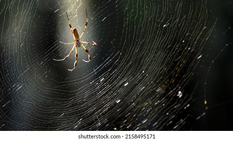 A Closeup Of A Golden Silk Spider In The Middle Of The Web Under The Sunlight