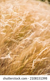 Close-up Of Golden Wheatgrass Plant Outdoor In Sunny Meadow Shot At Shallow Depth Of Field