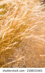 Close-up Of Golden Wheatgrass Plant Outdoor In Sunny Meadow Shot At Shallow Depth Of Field