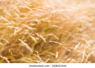 Close-up Of Golden Wheatgrass Plant Outdoor In Sunny Meadow Shot At Shallow Depth Of Field