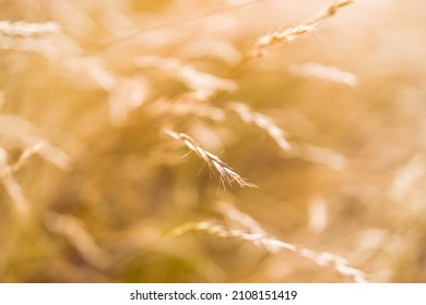 Close-up Of Golden Wheatgrass Plant Outdoor In Sunny Meadow Shot At Shallow Depth Of Field