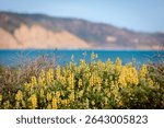 Closeup of golden yellow lupine in full sun. A clump of golden lupine wildflowers (Lupinus densiflorus or Lupinus microcarpus var. densiflorus), California rocky coast and ocean in the background