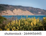 Closeup of golden yellow lupine in full sun. A clump of golden lupine wildflowers (Lupinus densiflorus or Lupinus microcarpus var. densiflorus), California rocky coast and ocean in the background