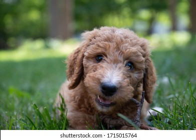 Closeup of a goldendoodle puppy chewing a stick. Relaxing whild laying in the grass.