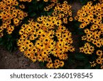 Closeup of the golden-yellow daisy-like flowers of the summer flowering compact low growing herbaceous perennial clump forming garden plant rudbeckia fulgida little goldstar.