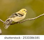 A close-up of a Goldfinch stretching it