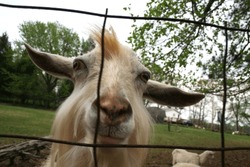 Closeup Of A Goofy, Cute, Friendly Goat In The Farm Yard