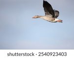 A closeup of a goose flying in the sky with its wings wide open