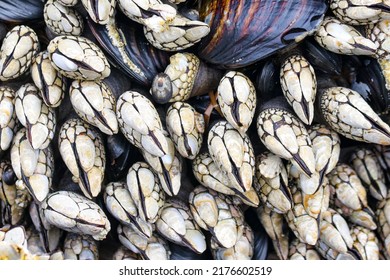 A Closeup Of Gooseneck Barnacles And Tide Pool Life