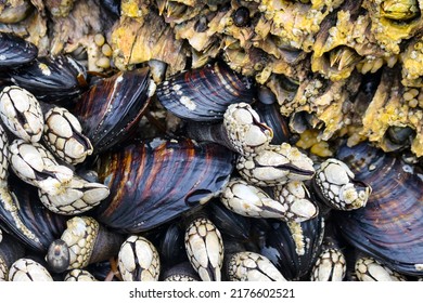 A Closeup Of Gooseneck Barnacles And Tide Pool Life