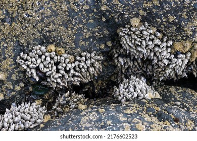 A Closeup Of Gooseneck Barnacles And Tide Pool Life