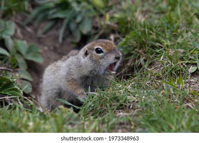 Close-up Gopher Screaming In The Field