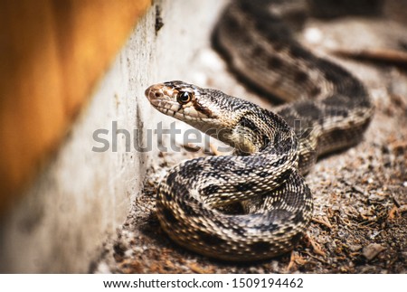 Closeup of a Gopher Snake