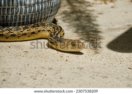 Closeup of a gopher snake soaking up the sun on the patio