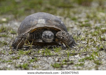 A close-up of a gopher tortoise walking on a gravel path with green grass in the background