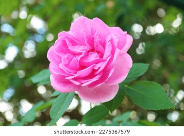 Closeup of a Gorgeous Pink Carefree Wonder Rose Blossoming in the Garden